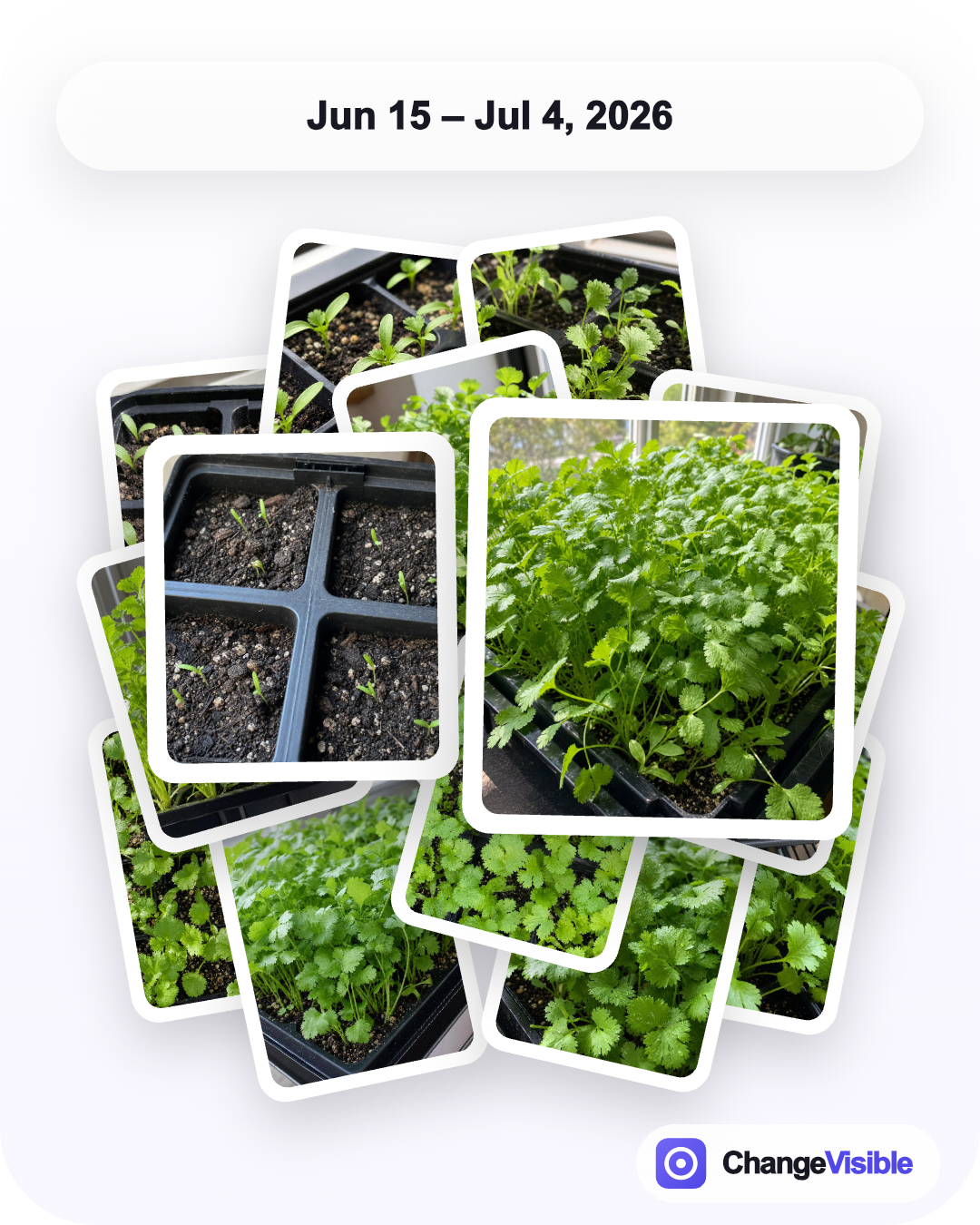 Coriander growth exported as a before-and-after card in ChangeVisible